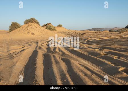 Landscape scenic view of desolate barren western desert in Egypt with bushes on sand dunes and vehicle tracks in sand Stock Photo