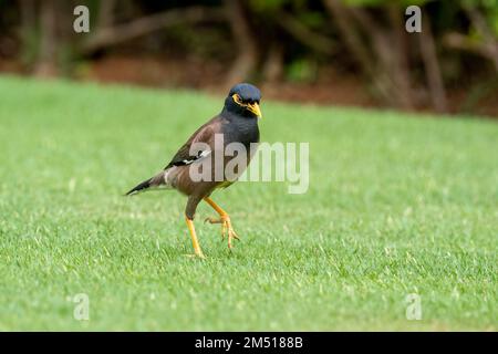 Beautiful common myna or Indian myna (Acridotheres tristis) walking in green grass on a sunny day during summer Stock Photo