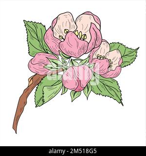 Vector apple branches with leaves, buds and flowers Stock Vector