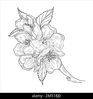 Vector apple branches with leaves, buds and flowers Stock Vector