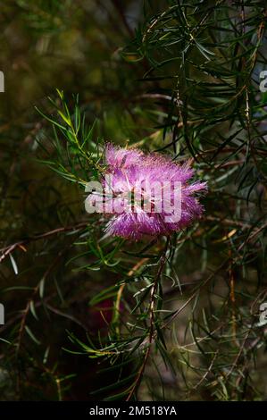 Closeup of the pink flower of the native Western Australian plant melaleuca fulgens steedmanii or scarlet honey myrtle. Stock Photo
