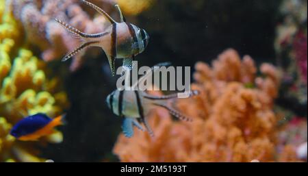 Endangered species of exotic tropical fish. Shallow marine water. IUCN. Family Apogonidae. Close-up. Banggai Cardinalfish swimming over soft coral Stock Photo