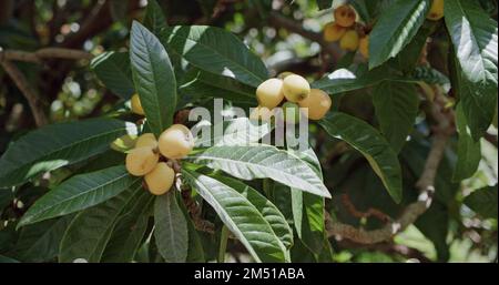 Medlar tree or loquat, ripening fruits in sunny spring day Masca Gorge and village. Tenerife, Canary Islands, Spain Stock Photo