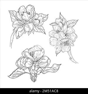 Vector apple branches with leaves, buds and flowers Stock Vector