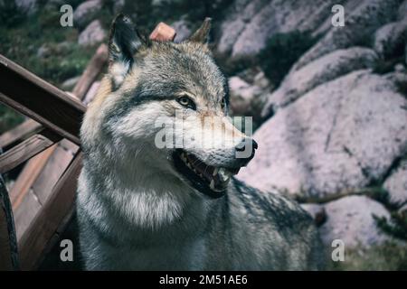 Angry wolf snarling on other wolf. a guard dog with grey fur Stock Photo