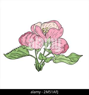 Vector apple branches with leaves, buds and flowers Stock Vector