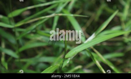 Face and wings of a Needham's Skimmer dragonfly which perched on the tip of a vertical grass leaf by holding it Stock Photo