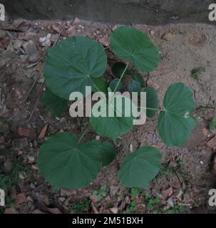 Overhead view of a small Indian mallow plant (Abutilon Indicum) grows on the rough soil near a wall Stock Photo