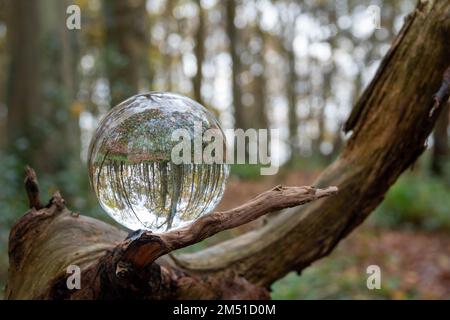 woodland reflected upside down in a crystal ball balanced on the branch of a tree with a blurred background and bokeh Stock Photo