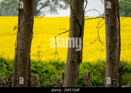 tree trunks with blurred yellow rapeseed flowers in the background Stock Photo