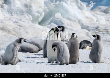 Antarctica, Weddell Sea. Emperor penguin colony at Snow Hill. Stock Photo