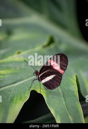 A Red Postman butterfly in a butterfly conservatory, Niagara Falls Stock Photo