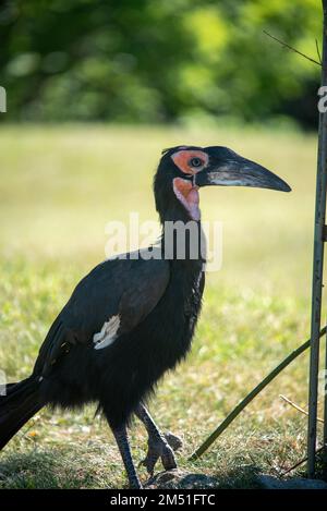 A Southern Ground hornbill in Toronto zoo, Canada Stock Photo