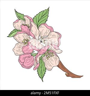 Vector apple branches with leaves, buds and flowers Stock Vector