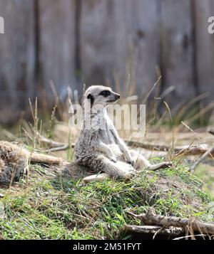 Meerkat in Enclosure Sitting Upright Stock Photo