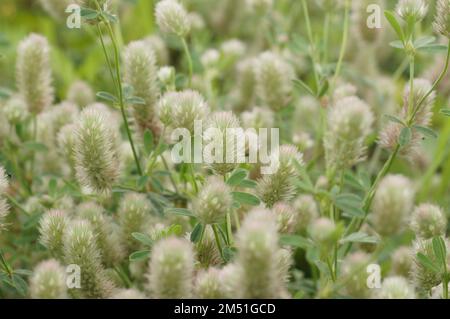 Natural closeup on an aggregation of fluffy the hare's-foot, rabbitfoot clover, Trifolium arvense Stock Photo