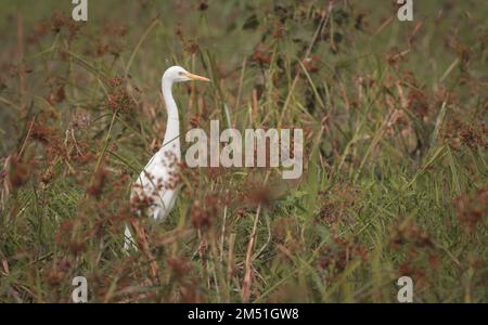 intermediate egret, median egret, smaller egret, or yellow-billed egret . Stock Photo