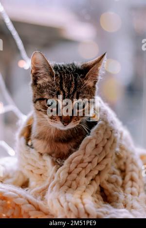 Cute striped kitten with blurred Christmas lights. Cute cat with white scarf with new year garland. Kitten on the window. Stock Photo