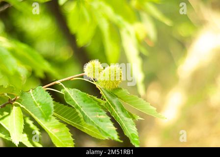 Green chestnut hedgehogs on tree branch in forest in late summer horizontal Stock Photo