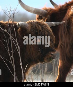 Close encounter with Highland Cow Stock Photo - Alamy