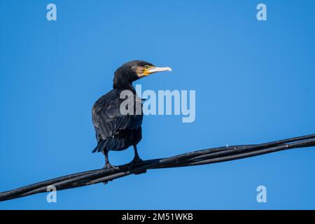 great cormorant, Phalacrocorax carbo, on a wire, blue sky in the background, Catalonia, Spain Stock Photo