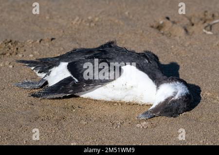 razorbill, Alca torda, dead body on the beach, unusual number of specimens in the Mediterranean sea arrived from the north, Ebro Delta, Catalonia, Spa Stock Photo