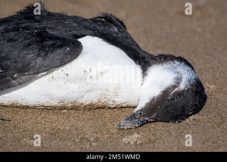 razorbill, Alca torda, dead body on the beach, unusual number of specimens in the Mediterranean sea arrived from the north, Ebro Delta, Catalonia, Spa Stock Photo