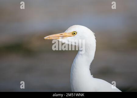 cattle egret, Bubulcus ibis, head detail, Ebro Delta, Catalonia, Spain Stock Photo