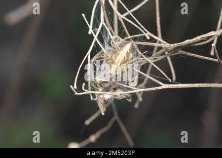 Lynx spider (Oxyopes sp) resting on its web Stock Photo