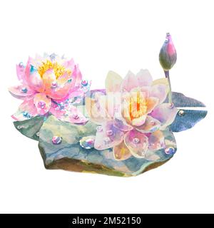 Botanical watercolor illustration of water lilies with dew drops on white background, floral clipart. Stock Photo