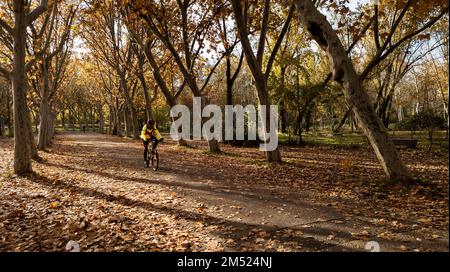 Cyclist pedals in autumn along a path lined with trees with dried leaves on the ground. Stock Photo