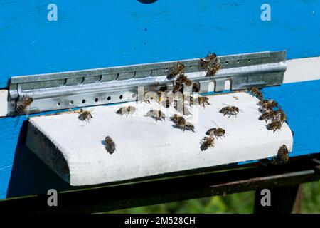 Bees rest on a board of their hive, protected by a metal gate that keeps out various pests. Apiary and bees concept image Stock Photo