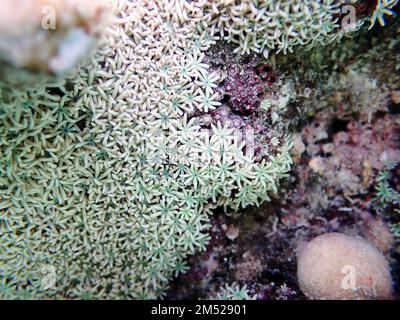 Organ pipe coral - (Tubipora musica) Stock Photo
