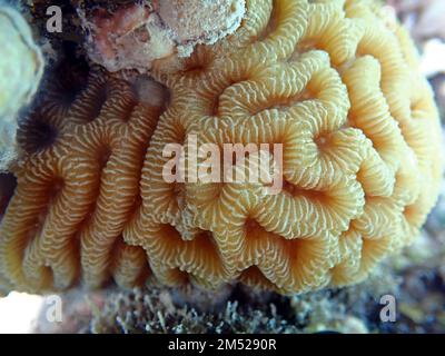 Amazing brain shape LPS coral - Platygyra spp. Stock Photo