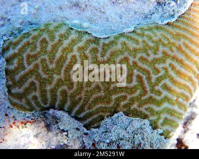 Amazing brain shape LPS coral - Platygyra spp. Stock Photo