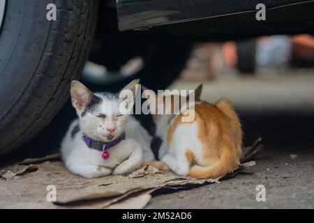 A closeup shot of two stray cats sitting together under a car Stock Photo