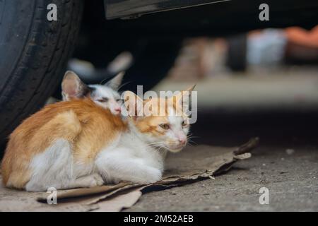 A closeup shot of two stray cats sitting together under a car Stock Photo