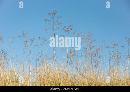Seed heads and grasses in the late autumn sun Stock Photo