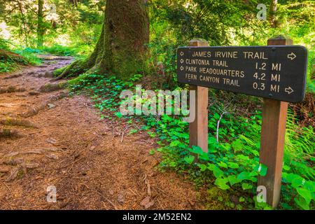 The James Irvine Trail at Fern Canyon, Prairie Creek Redwoods State Park, California USA Stock Photo