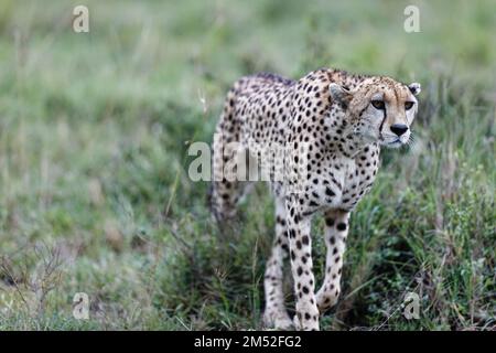 A closeup of an old female cheetah walking through the grass and bushes of the Masai Mara, Kenya Stock Photo