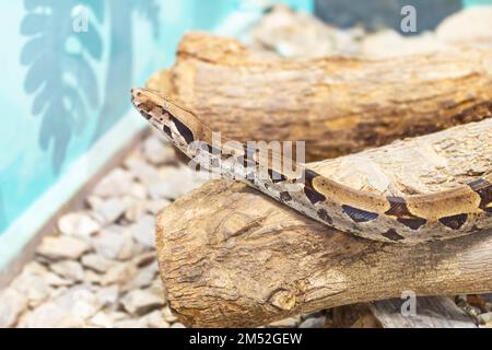 Reticulated python animal zoo snake exotic dangerous pet captive wildlife Stock Photo
