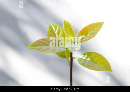 Persea americana Mill or Avocado, Lauraceae or Persea gratissima plant Stock Photo