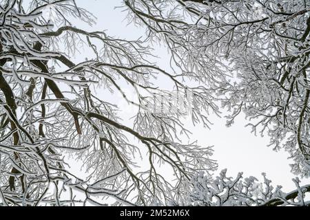 Tree Canopy in the Snow Pattern. Cotswolds, Worcestershire, England Stock Photo