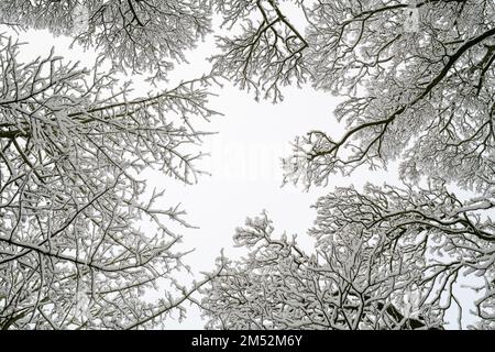 Tree Canopy in the Snow Pattern. Cotswolds, Worcestershire, England Stock Photo