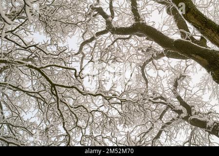 Tree Canopy in the Snow Pattern. Cotswolds, Worcestershire, England Stock Photo