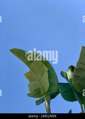 Banana Tree, Green Banana Leaves Blue Sky, Tropical banana tree plant leaves in the wind, summer blue sky, tropical palm banana leaf Stock Photo