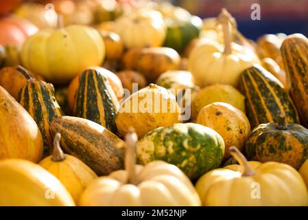 Colorful pumpkins assortment on the autumn season market. Stock Photo