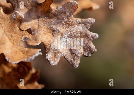 Close up of dry oak leaves in winter covered in frost hanging from a branch outdoors with room for text Stock Photo