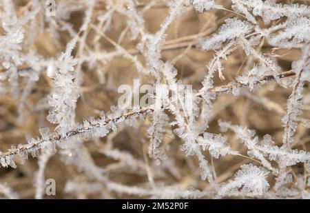Close up of ice crystals formed on parched brown grass in the freezing cold of winter Stock Photo