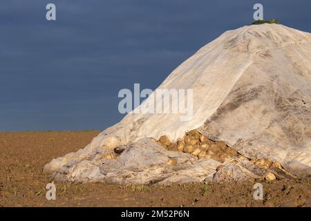 Freshly harvested sugar beets lie piled up in a mountain on the field in the morning sun in autumn. The sky is blue. The beets are covered with a clot Stock Photo